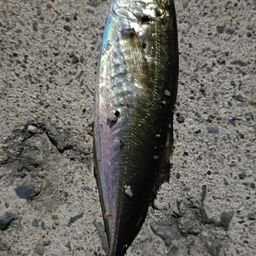 カマス