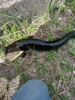 ライギョの釣果