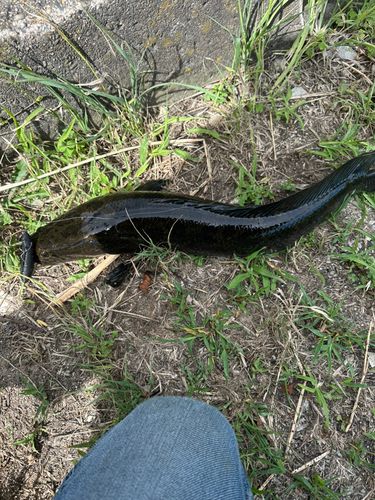 ライギョの釣果