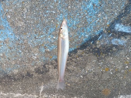 キスの釣果