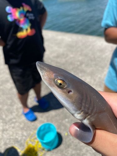 ホシザメの釣果