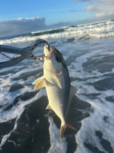 ショゴの釣果