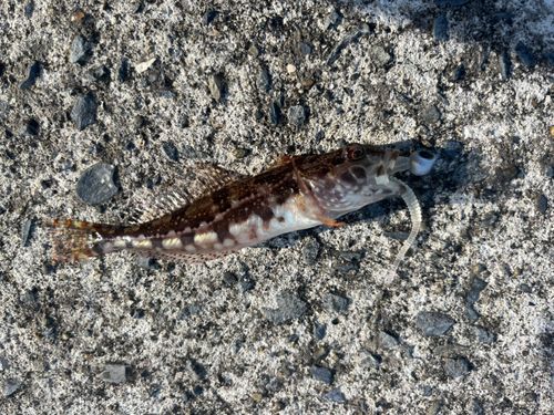 アナハゼの釣果