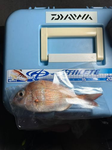 チャリコの釣果