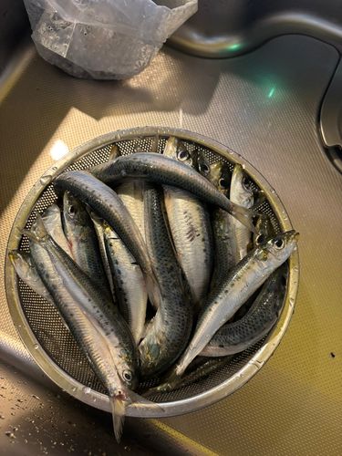 イワシの釣果