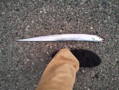 タチウオの釣果