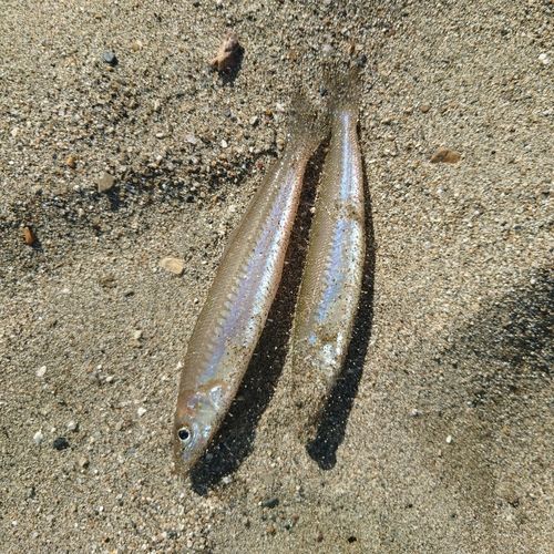 シロギスの釣果