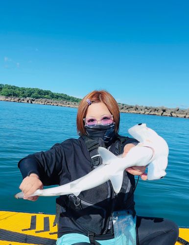 ハンマーヘッドシャークの釣果