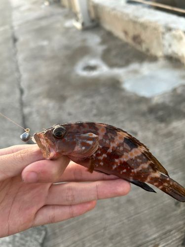 キジハタの釣果