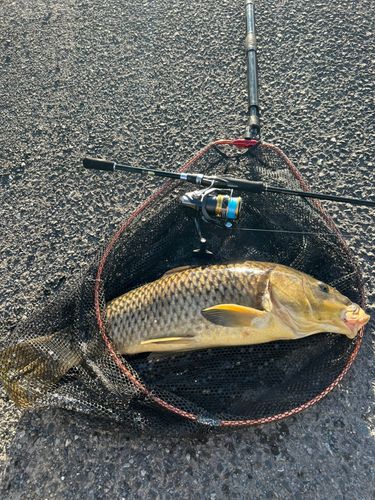 コイの釣果