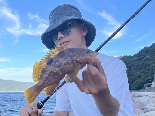 キジハタの釣果