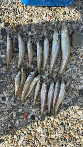キスの釣果