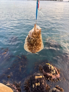 ソゲの釣果