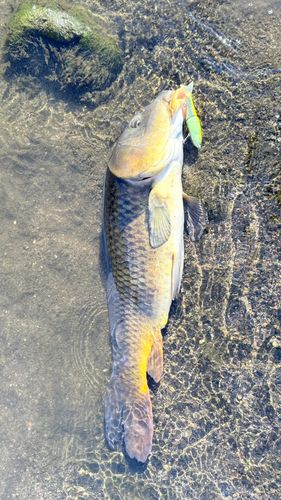 コイの釣果