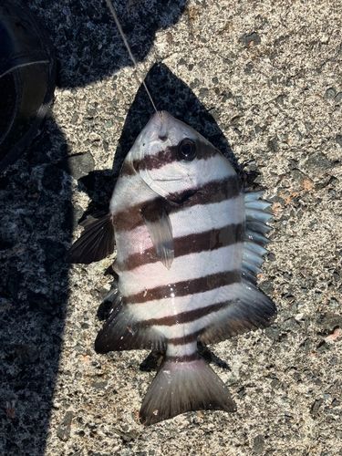 サンバソウの釣果