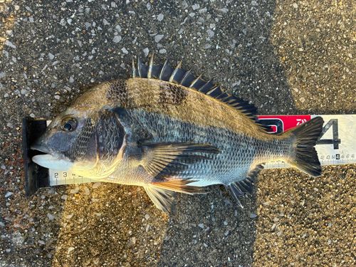 クロダイの釣果