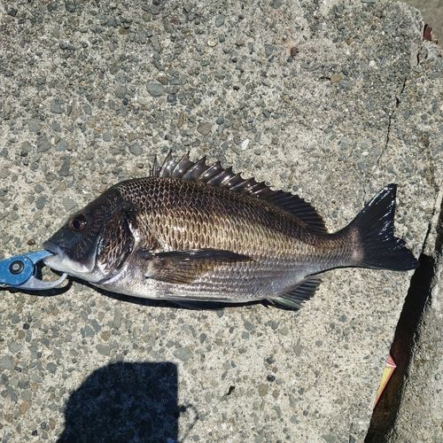 クロダイの釣果