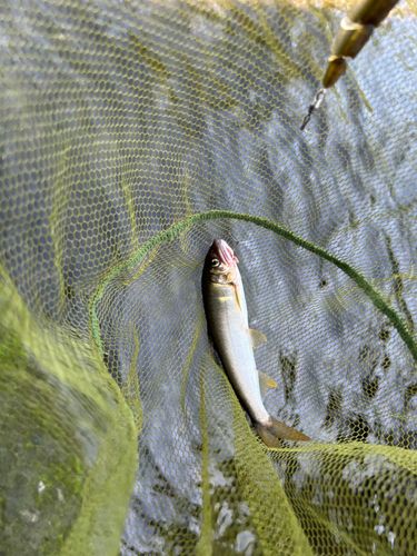 アユの釣果