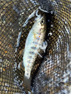 アマゴの釣果