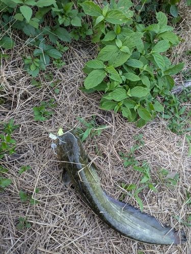 ナマズの釣果