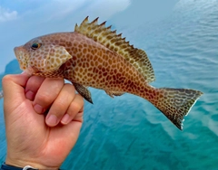 オオモンハタの釣果