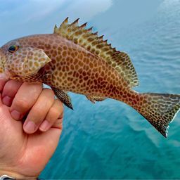 オオモンハタ