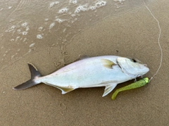 ネリゴの釣果