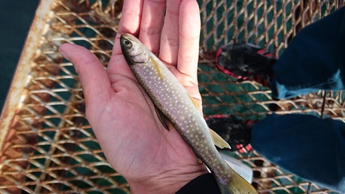 アメマスの釣果