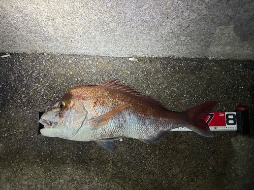 マダイの釣果