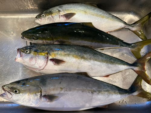 ワラサの釣果