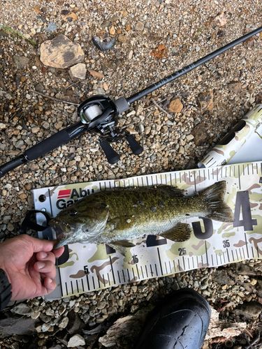 スモールマウスバスの釣果