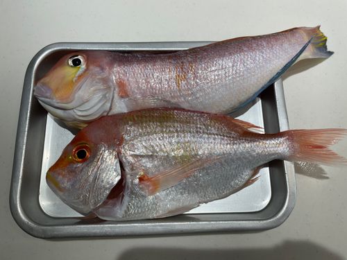 アマダイの釣果