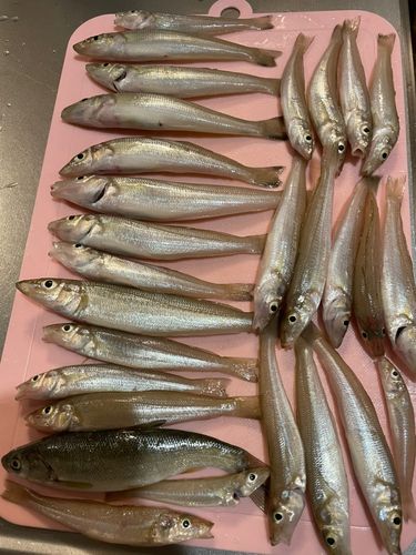 キスの釣果