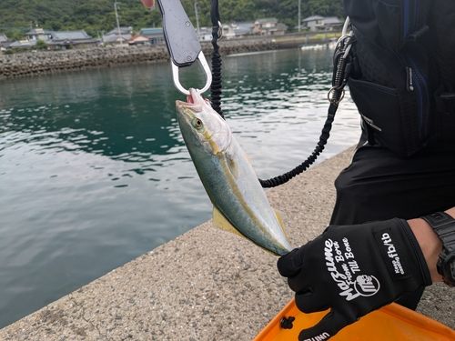 ヤズの釣果