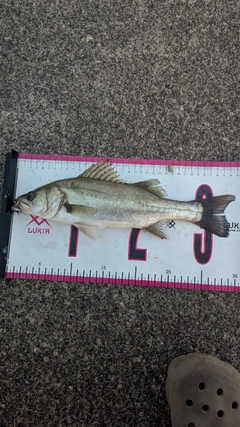 スズキの釣果