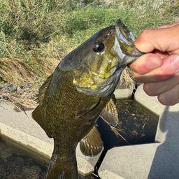 スモールマウスバス