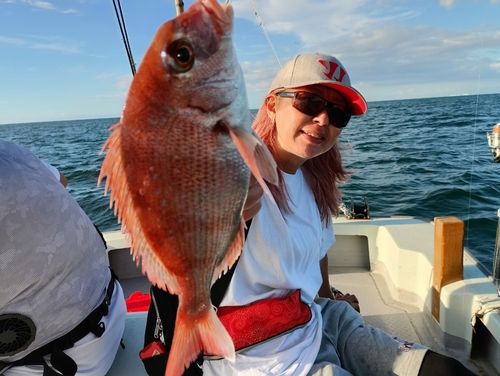 マダイの釣果