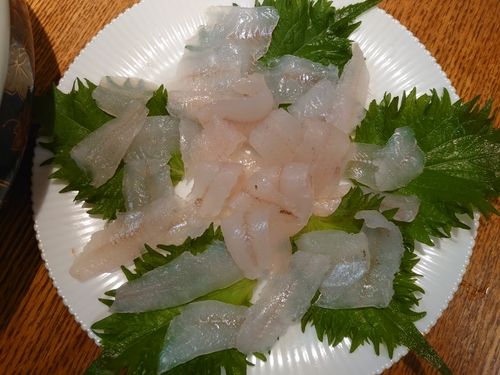 シロギスの釣果
