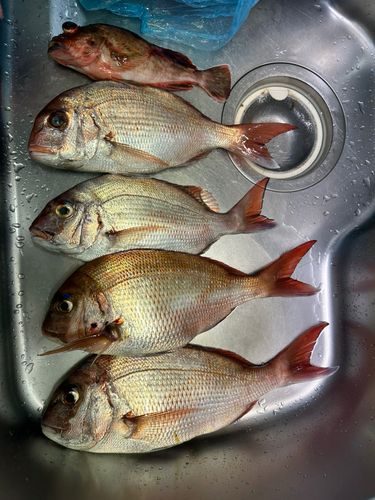 タイの釣果