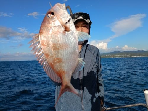 マダイの釣果