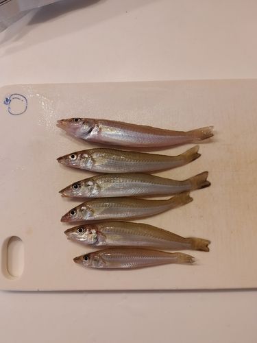 キスの釣果