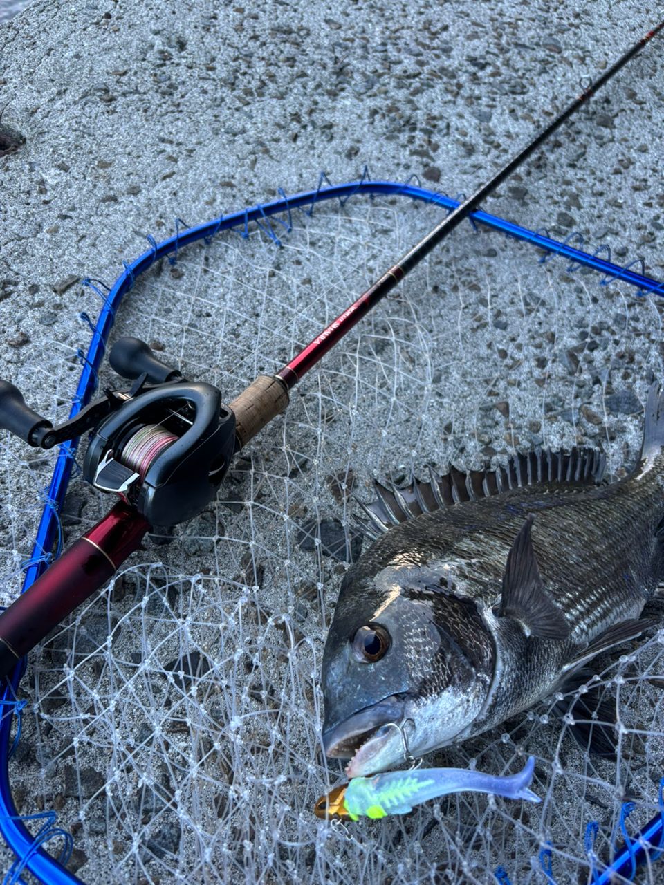 SHIMANO 18ワールドシャウラ 17114R-2の最安値・インプレ・釣果