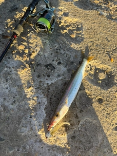 カマスの釣果