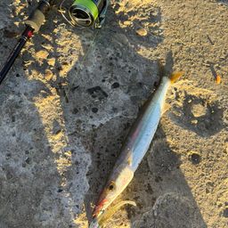 カマス