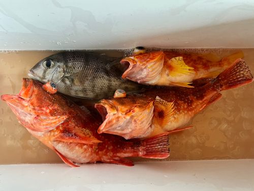 カサゴの釣果