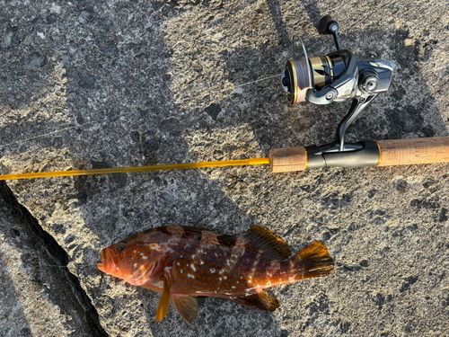 キジハタの釣果