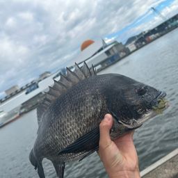 クロダイ
