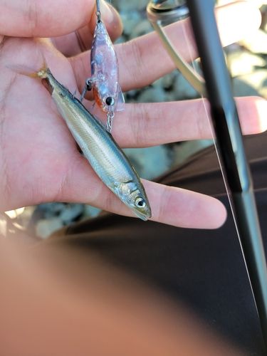 アユの釣果