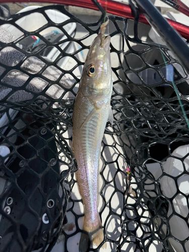 キスの釣果