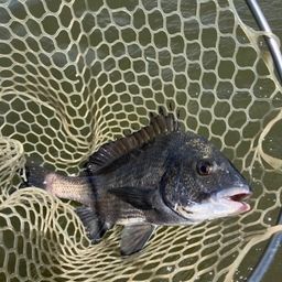 クロダイ